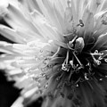 Black and White Dandelion