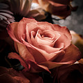 Glowing Orange Tea Rose