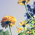 Light and Faded Flowers